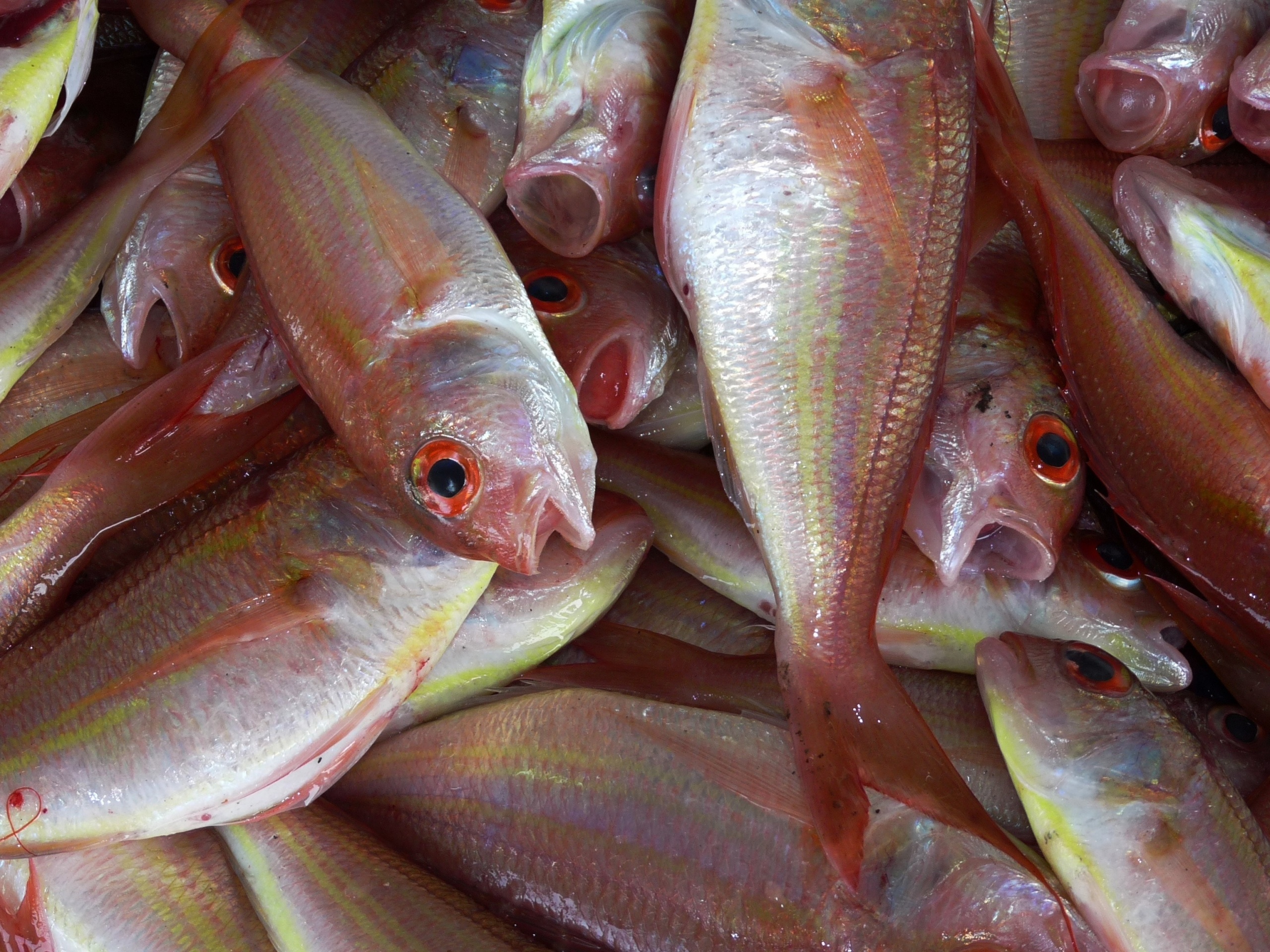 Fresh fish selected for Chinatown Restaurant